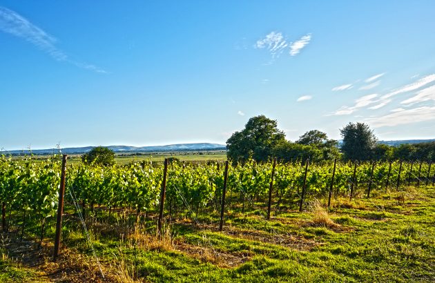 English Wine Week: WineGB launches manifesto