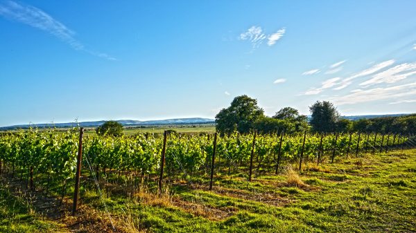 English Wine Week: WineGB launches manifesto