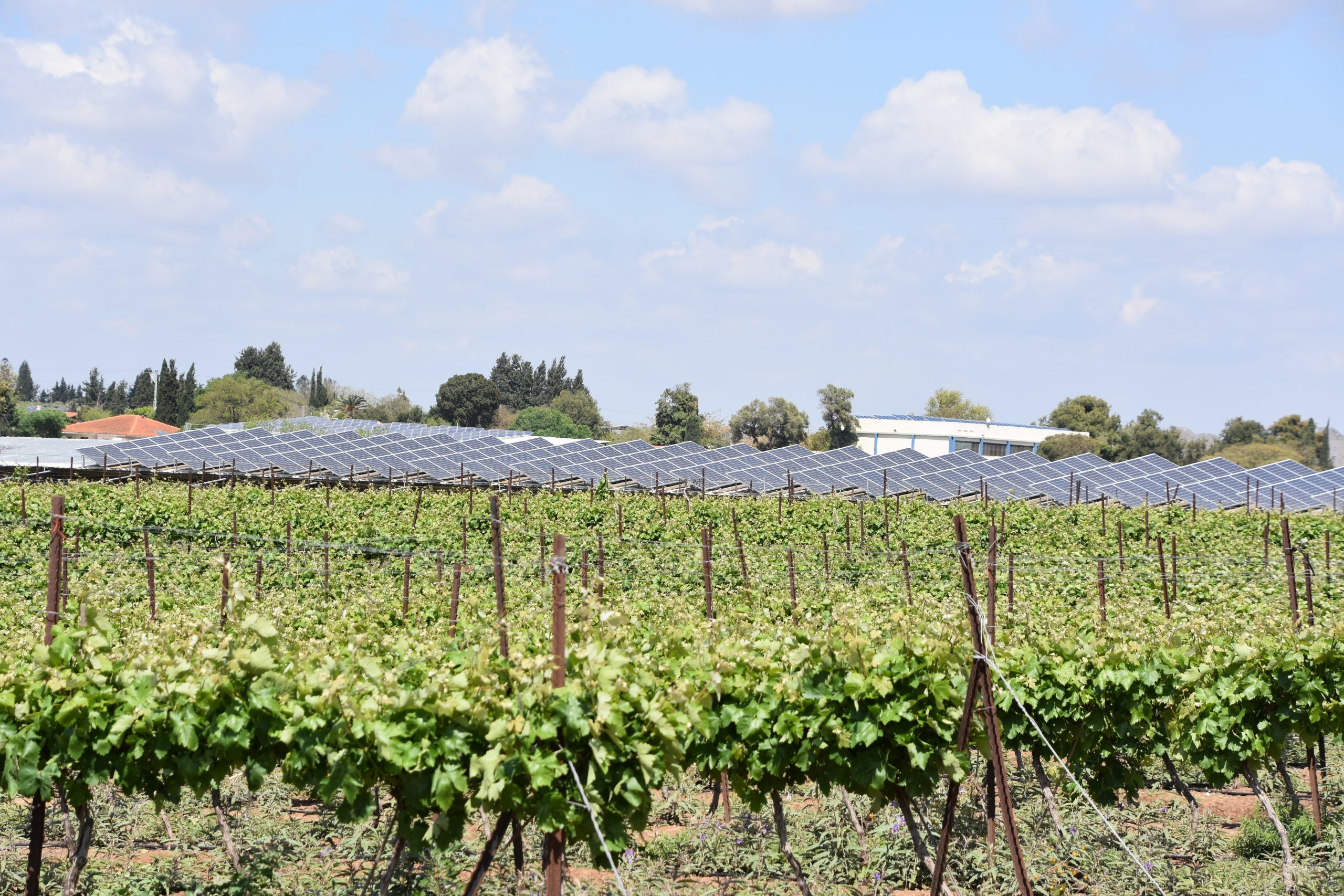 Solar panels in vineyard: International wineries for climate action welcome 12 new applicant members