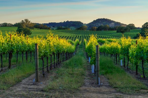 Former AI boss makes roots in Napa Valley