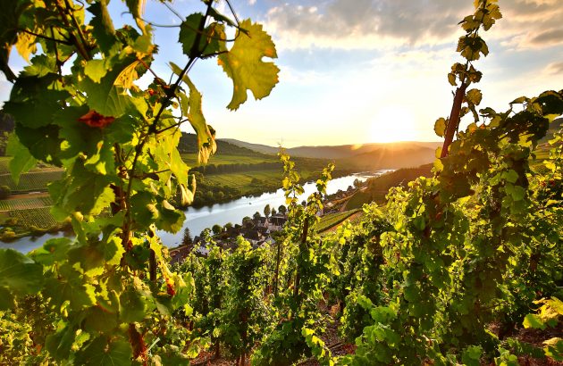 Bordeaux’s ‘Oktoberfest’ – La Place’s ‘Riesling week