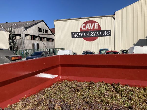 Harvest in Monbazillac in full swing after a difficult year