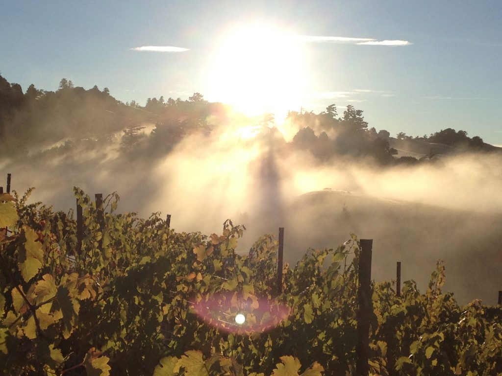 Halcón VIneyard: California Syrah