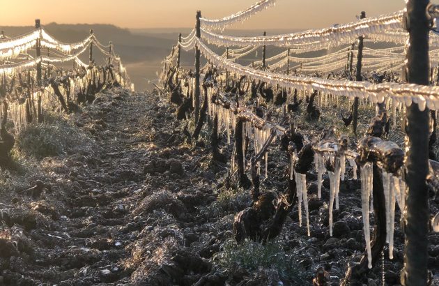 ‘Shock, despair, anger’: French winemakers reveal the emotional impact of this year’s harvest