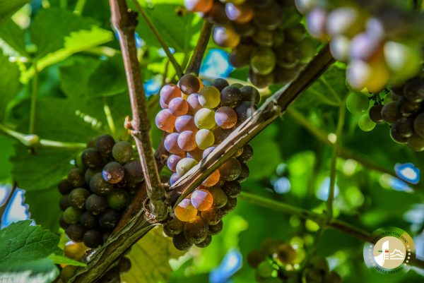 Revealing the pink side of Pinot Grigio