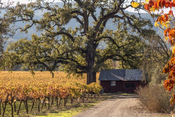 Sonoma wines show strong domestic DTC growth, but fall short outside US