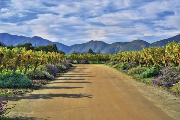 16 exciting white and sparkling wines from Chile