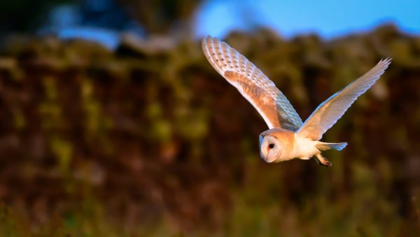 Californian vineyards are using owls to protect vines instead of chemicals 