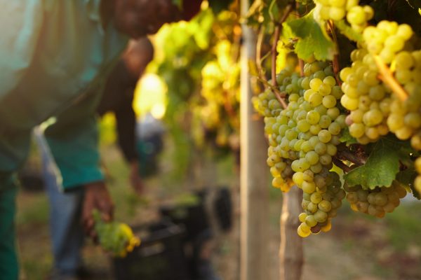New Zealand winemakers search for vineyard workers for 2022 harvest
