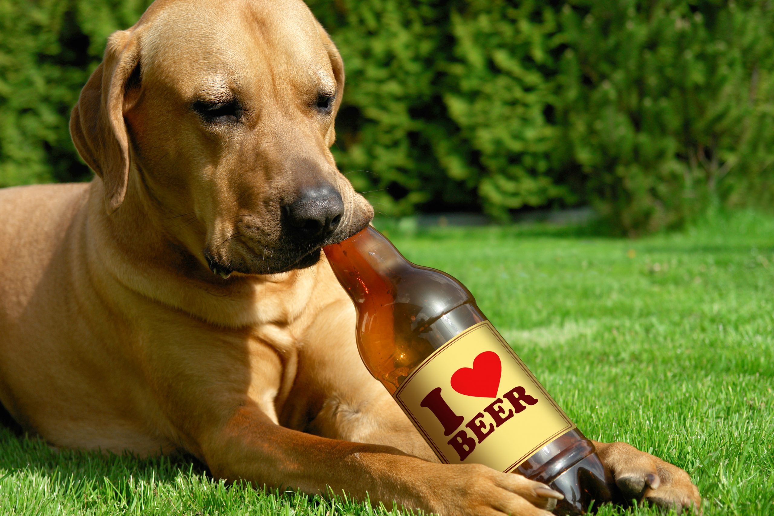 dog lying in grass drinking bottle of beer: Canine cuisine: Welsh pub serves food and beer for dogs