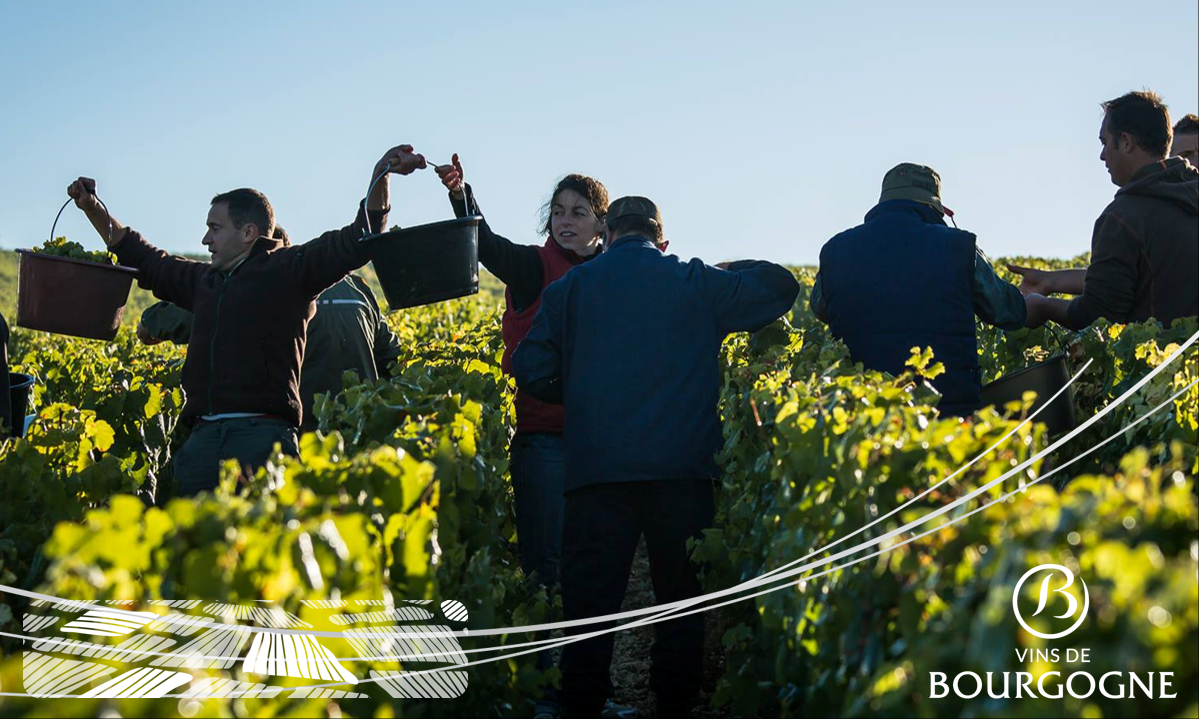 Bourgogne Newsletter 