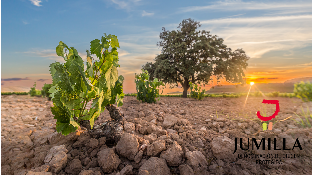 The Wine & Spirits Show 2021 brand spotlight Jumilla PDO Wines