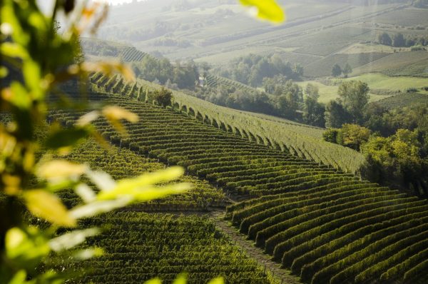 Grand cru classification in Barolo ‘won’t be easy or quick’