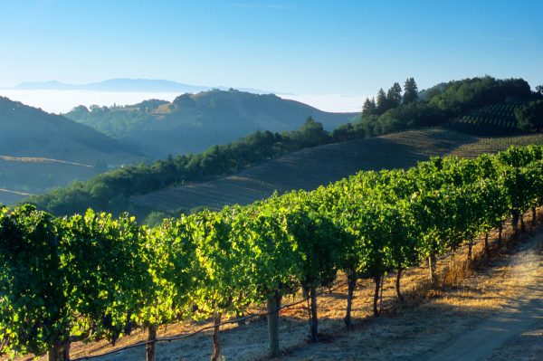 Jackson Family Wines buys second Napa vineyard for its Lokoya wine