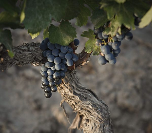 Rediscovering Argentina’s old vines