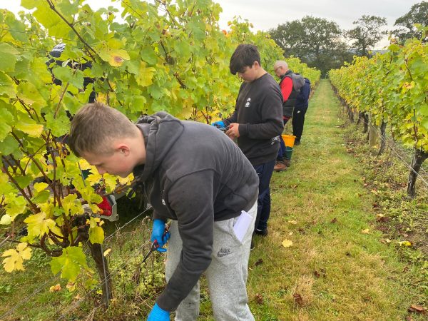 2021 English harvest proves challenging for growers
