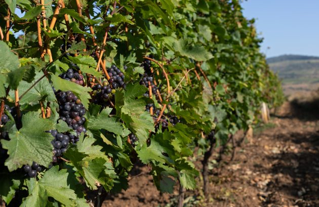 Cramele Recaș invests €11 million to reach €100m turnover  