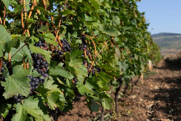 Romanian Pinot Noir is making inroads in UK market