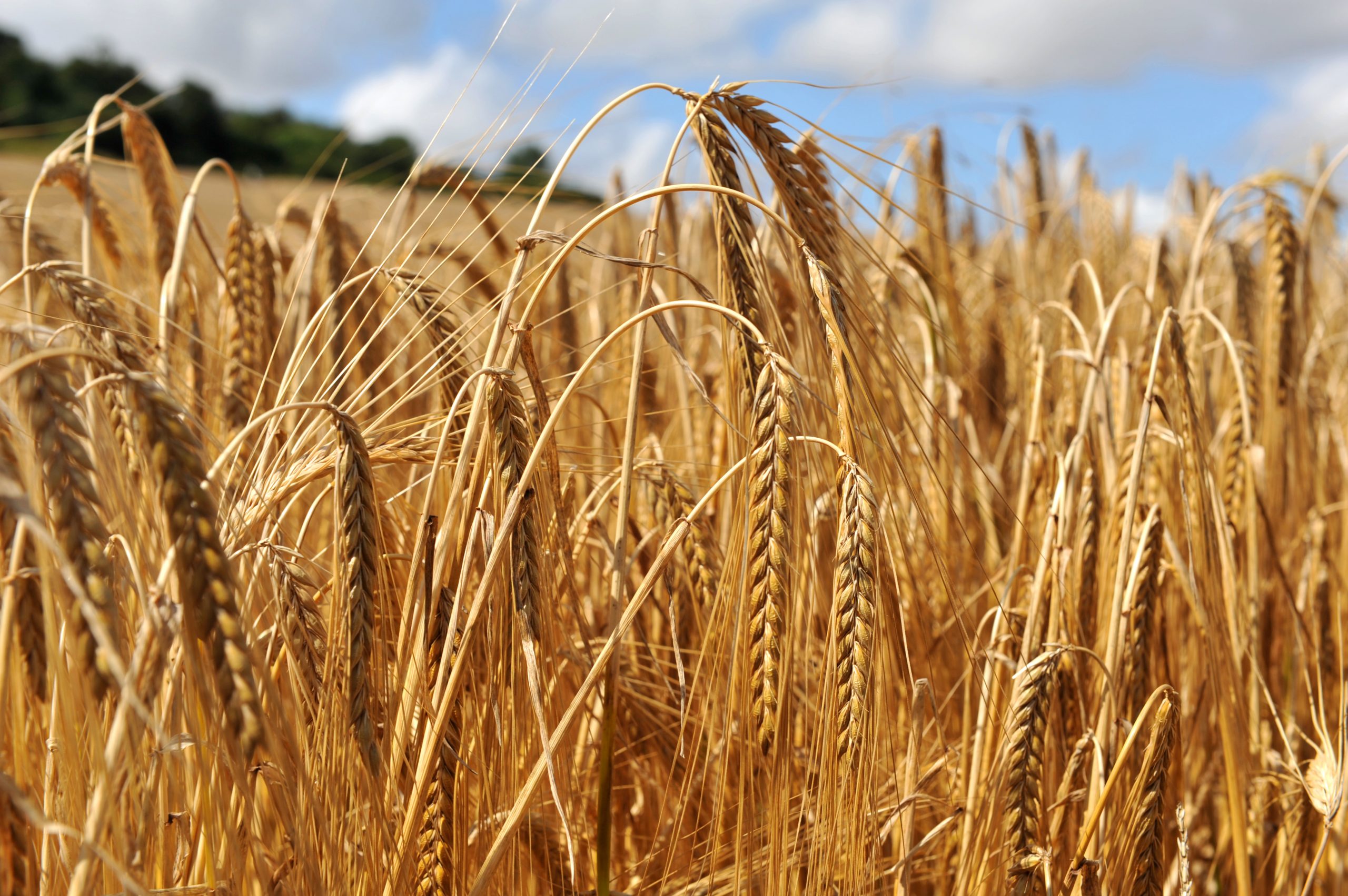 thedrinksbusiness.com - Jessica Mason - Regulations on malting barley set to protect the beer sector