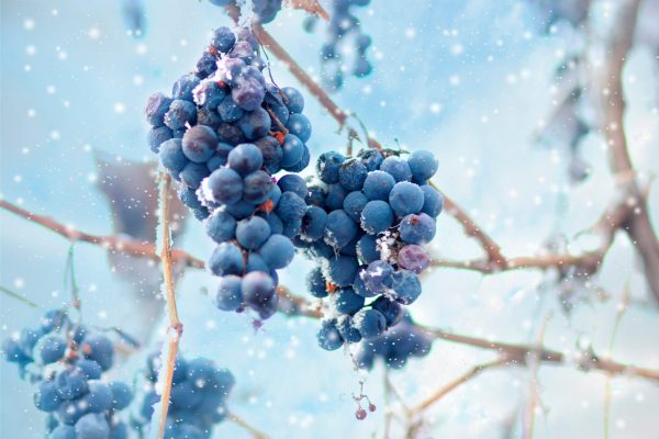 Extreme weather conditions will cause world wine production to plummet