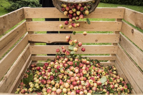 Aston Manor Cider Mill celebrates record harvest