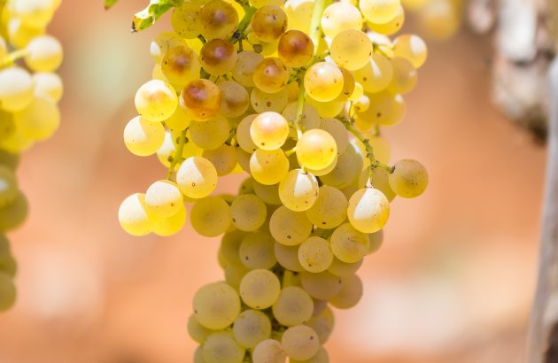 Italian whites are blazing a trail in McLaren Vale