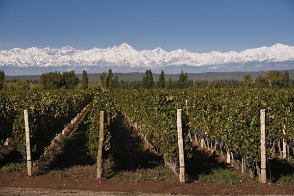 Why Argentina deserves a place in your wine cellar