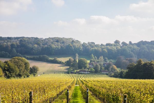 Vineyard land in England ‘couldn’t possibly be cheaper’