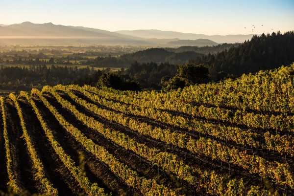Sotheby’s teams up with Napa Valley Vintners