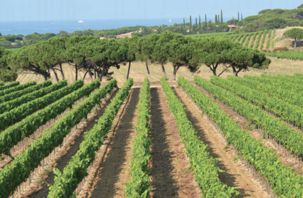 The ‘hidden complexity’ of Vins de Provence wines