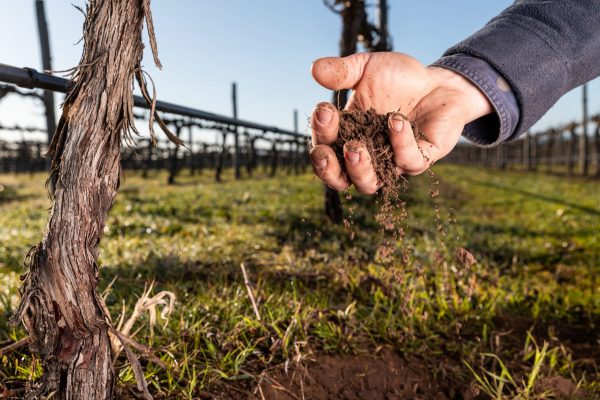 Treasury Wine Estates ploughs AUD$1.4 billion into Sustainability Linked Loans