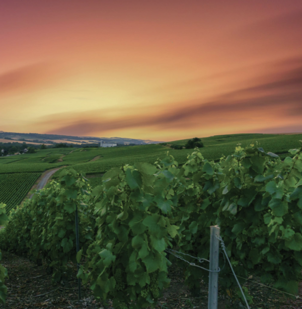 The medal-winners from The Champagne Masters 2021