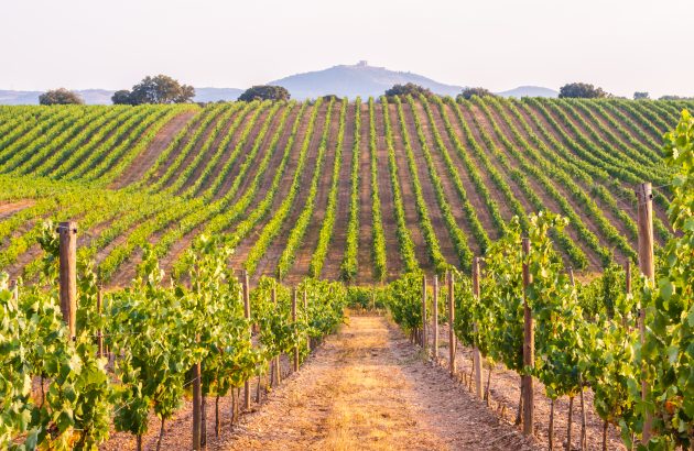 Wines of Alentejo grows in sustainability credibility