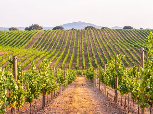 Wines of Alentejo grows in sustainability credibility