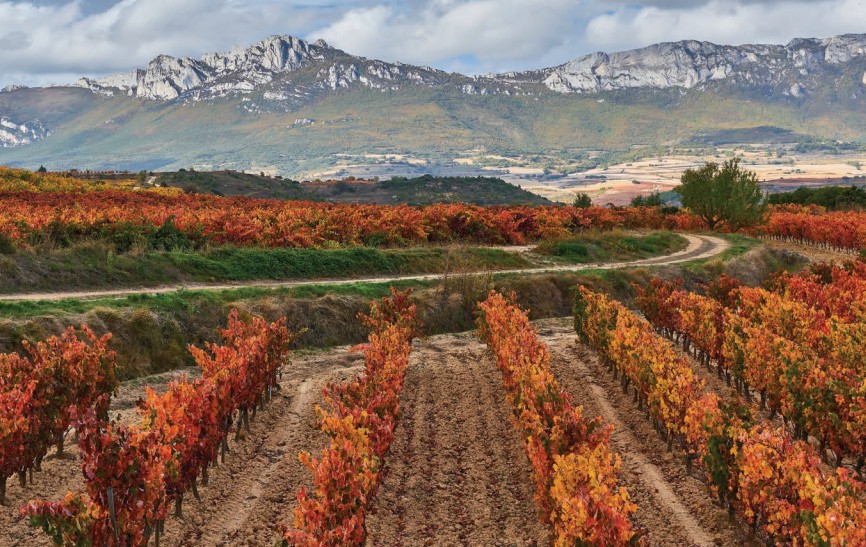 The results in full from The Rioja Masters 2021 - The Drinks Business