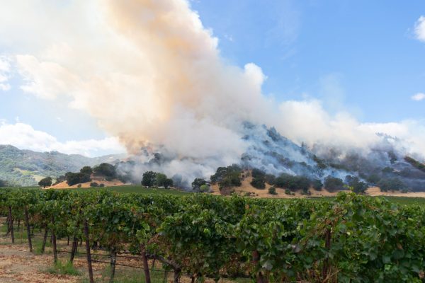 Lower smoke taint recorded in Napa, reveals new report