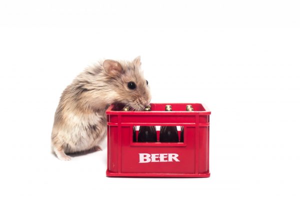 Hamsters handle their booze better than elephants, research finds