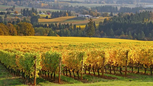 Santa Margherita owners purchase Willamette Valley’s Roco Winery