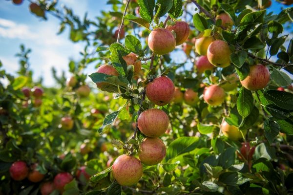 Thatchers Cider helps community groups plant apple trees