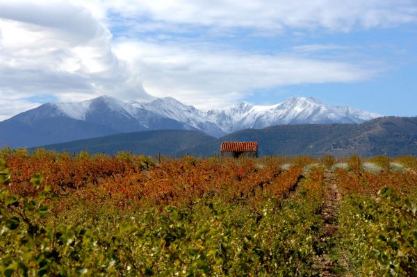 Wines of Roussillon support UK with new three-year campaign