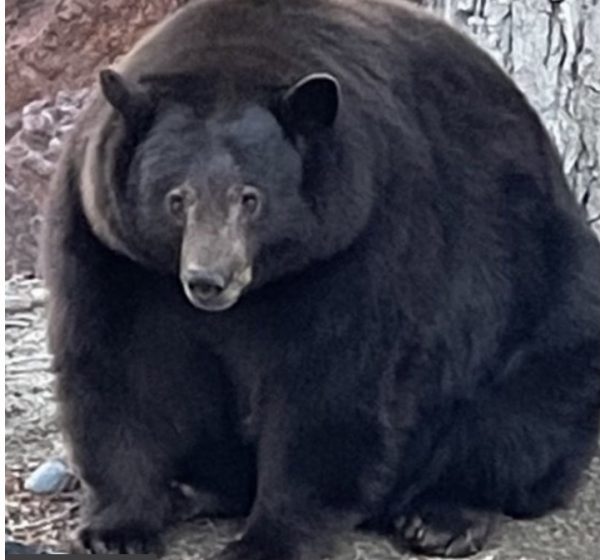 A 500lb bear called Hank The Tank raids California homes for pizza