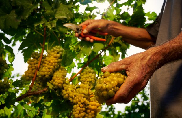 Duca di Salaparuta: three unique estates expressing Sicilian terroir