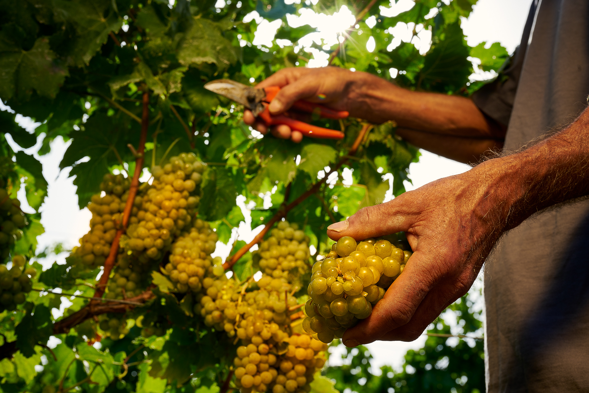 Duca di Salaparuna: Expressing Sicilian terroir through three unique estates