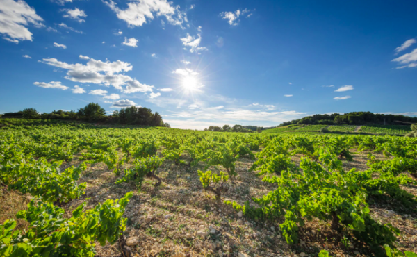 Rhonéa announces plans to be 100% organic by 2030