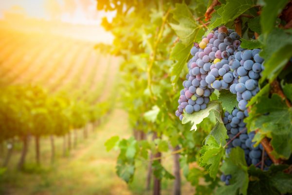Sensors to monitor wine grapes will protect vineyards from climate change