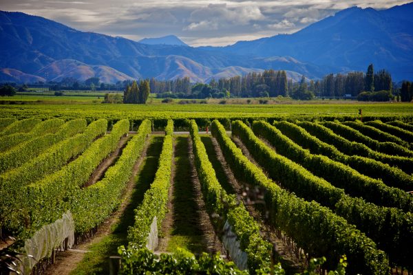 Global demand grows for New Zealand wine