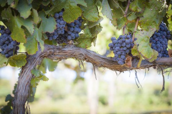 Napa Valley company reveals unique way to reduce vineyard waste