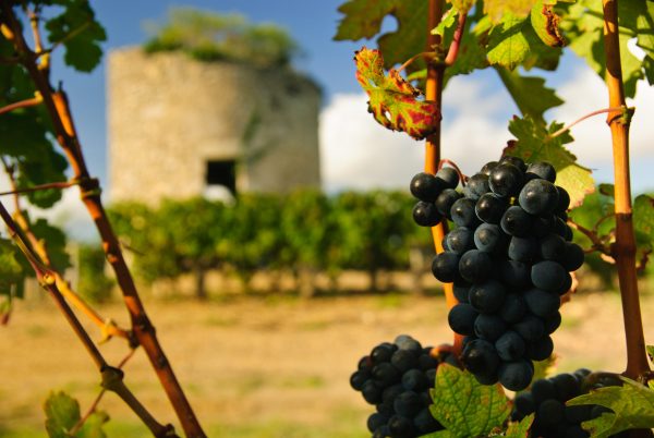 En primeur: Why 2021 Bordeaux is a ‘marmite’ vintage