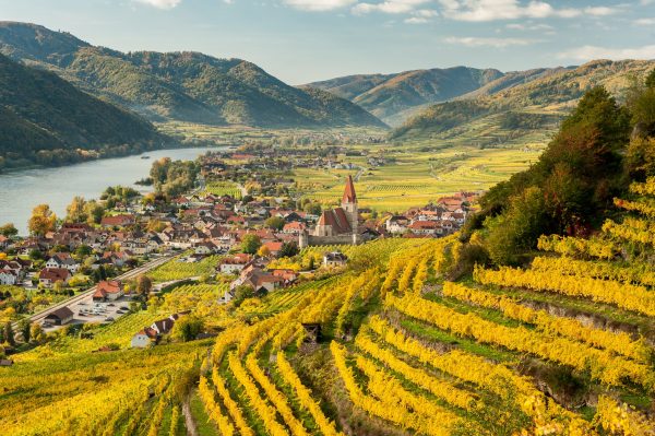 Austrian Wine 2021 harvest promises notable high quality