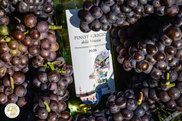 DOC delle Venezie makes up 77% of Triveneto Pinot Grigio bottled in 2021